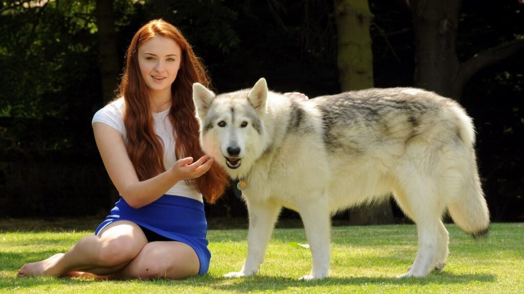 Sophie Turner y lobo Zunni