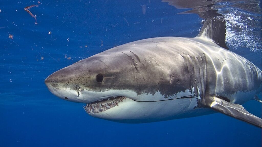 Tiburón blanco